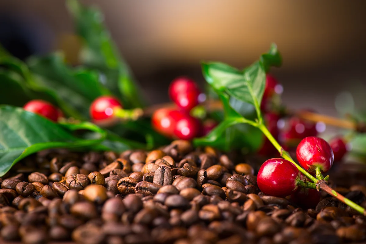 A pile of roasted whole coffee beans