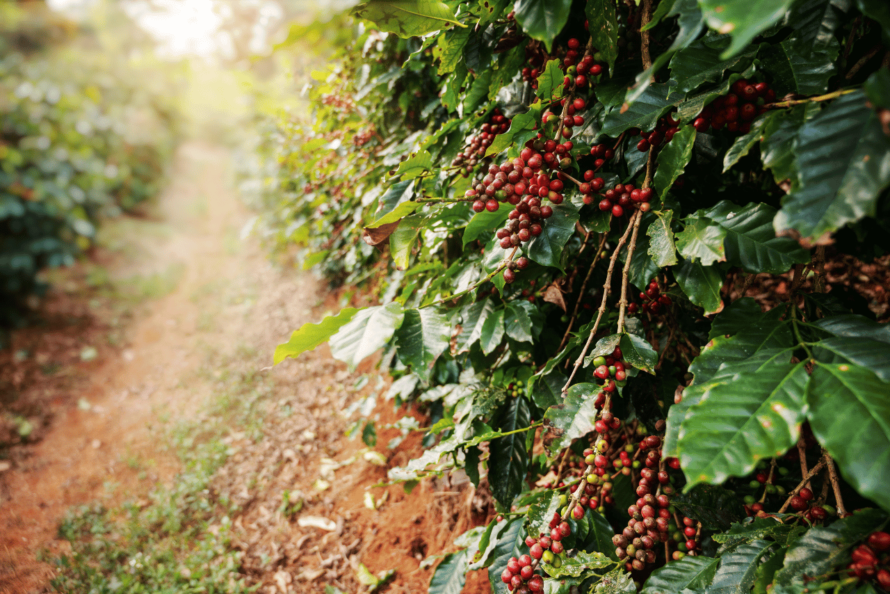 Coffee cherries on the branch